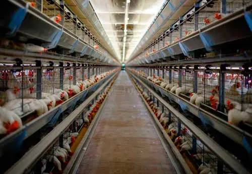 Быстровозводимый-курятник-под-ключ