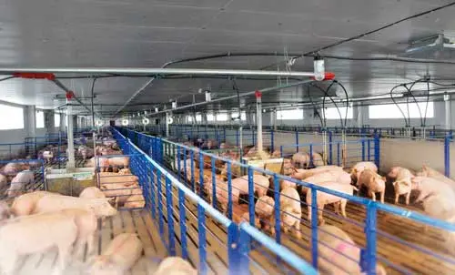 Быстровозводимый-свинарник-на-50-голов