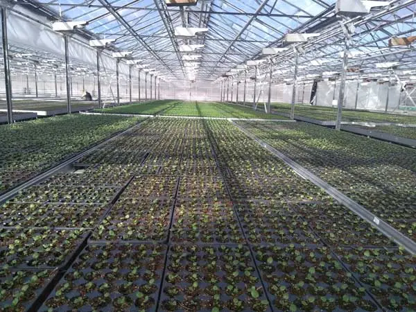 быстровозводимые теплицы