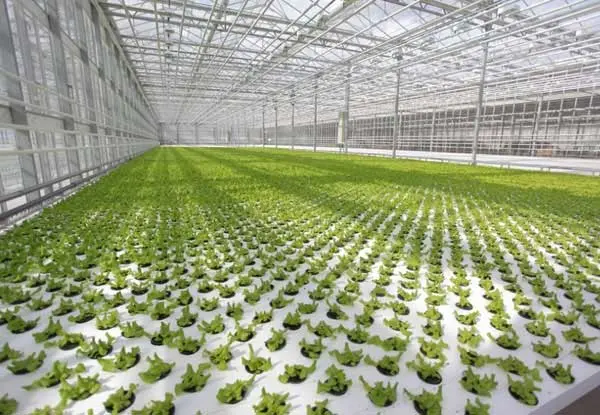 Тепличный комплекс «под ключ»