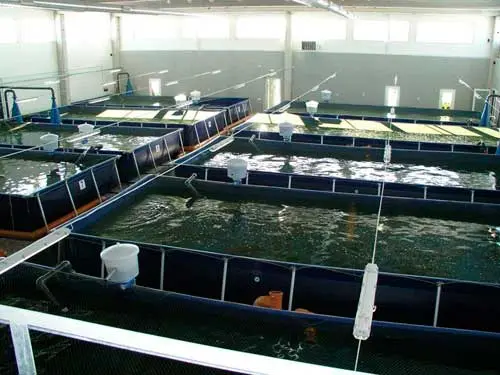 Рыбная-ферма-под-ключ