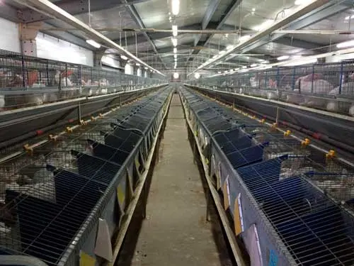 Кролиководческая-ферма-под-ключ