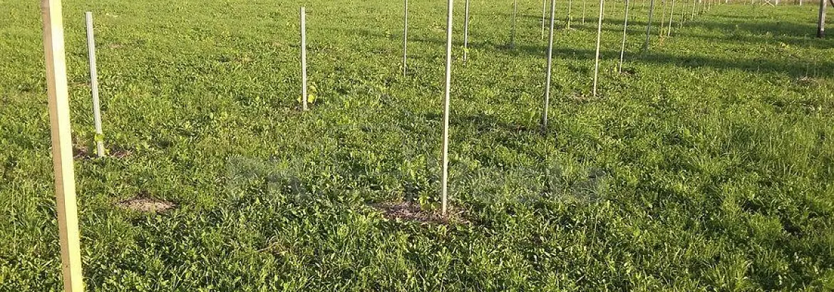 73. Быстровозводимая вино ферма 8 х 18 х 4.3 в г. Тула, Россия